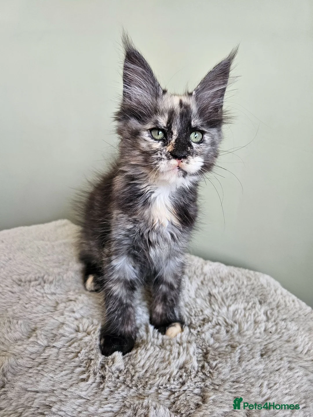 Maine Coon cats for sale: Stunning pedigree Maine Coon kittens  - Advert 2