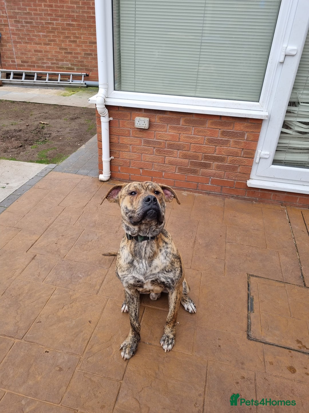 Presa Canario dogs for stud: Gwauro - Pressa X Dutch Herder - Image 10