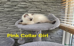 Ragdoll cats for sale: Beautiful ragdoll kittens - Image 13