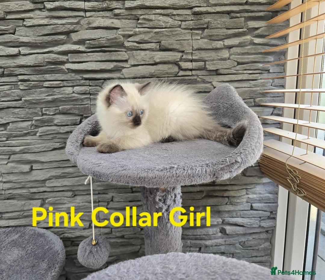 Ragdoll cats for sale: Beautiful ragdoll kittens - Image 13