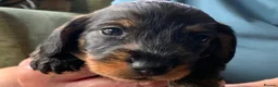 Miniature Dachshund dogs for sale: Miniature Wire haired Dachshund  - Advert 21