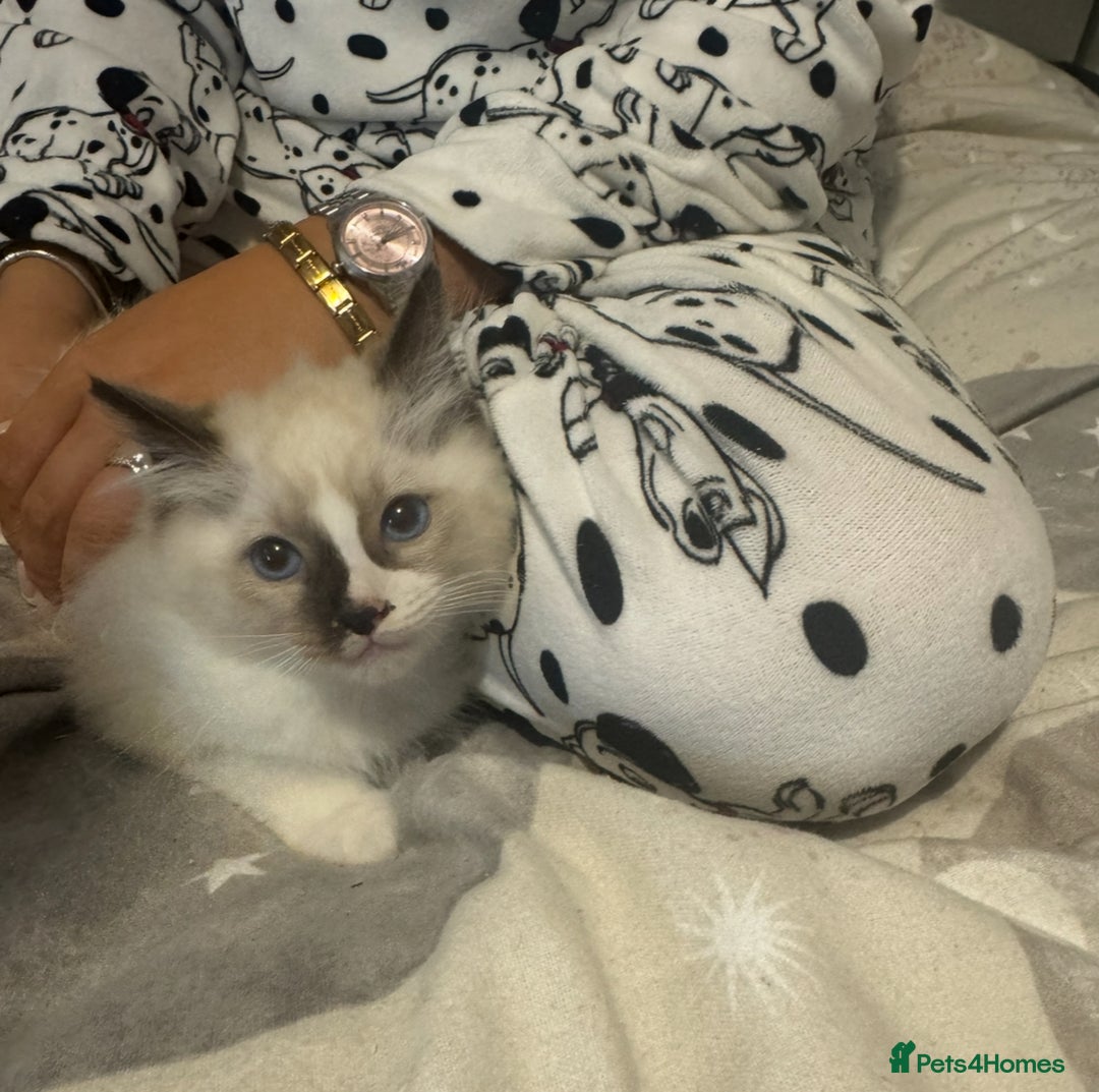 Ragdoll cats for sale: 5 ragdoll kittens GCCF  - Image 13
