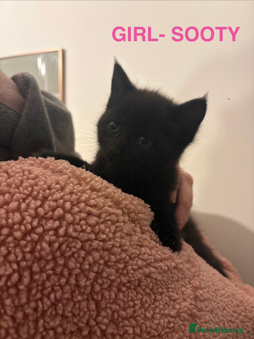 Maine Coon cats for sale: MAINE COON X’S, READY 29TH DECEMBER  - Advert 6