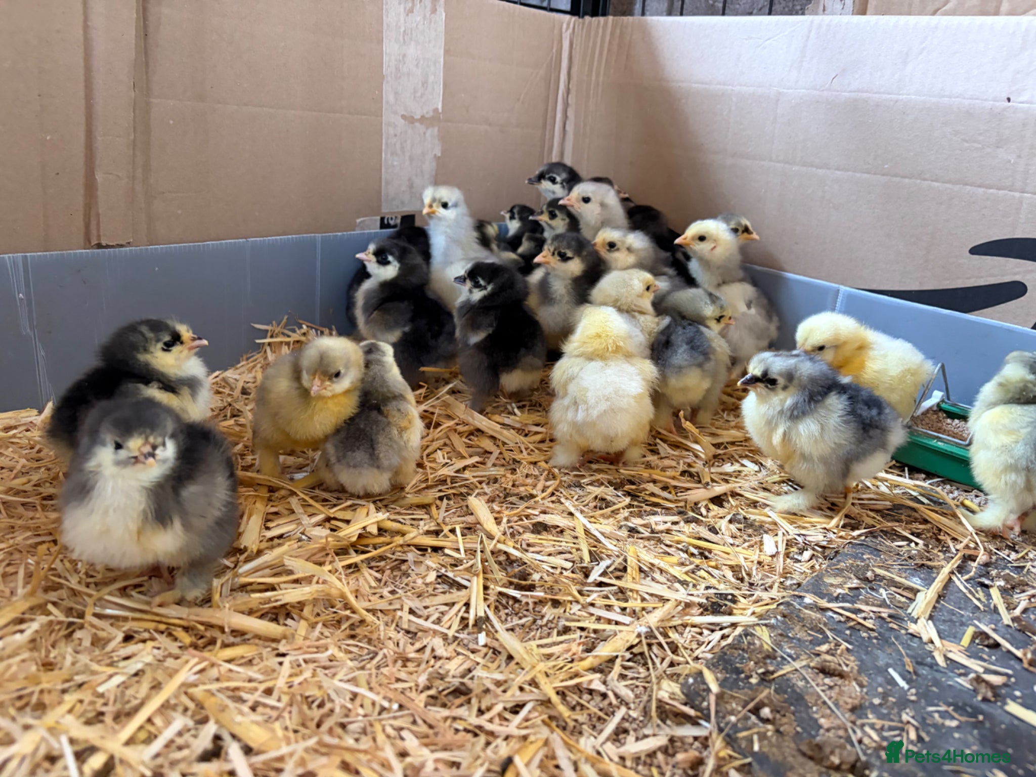 Chickens poultry Rare Breed LF Cochins. Chicks/hatching eggs  - Advert 2