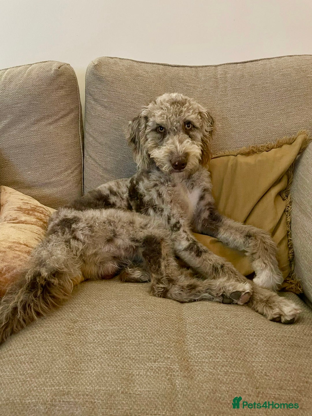 Australian Labradoodle dogs for sale: *waiting list* Australian labradoodles - Image 12