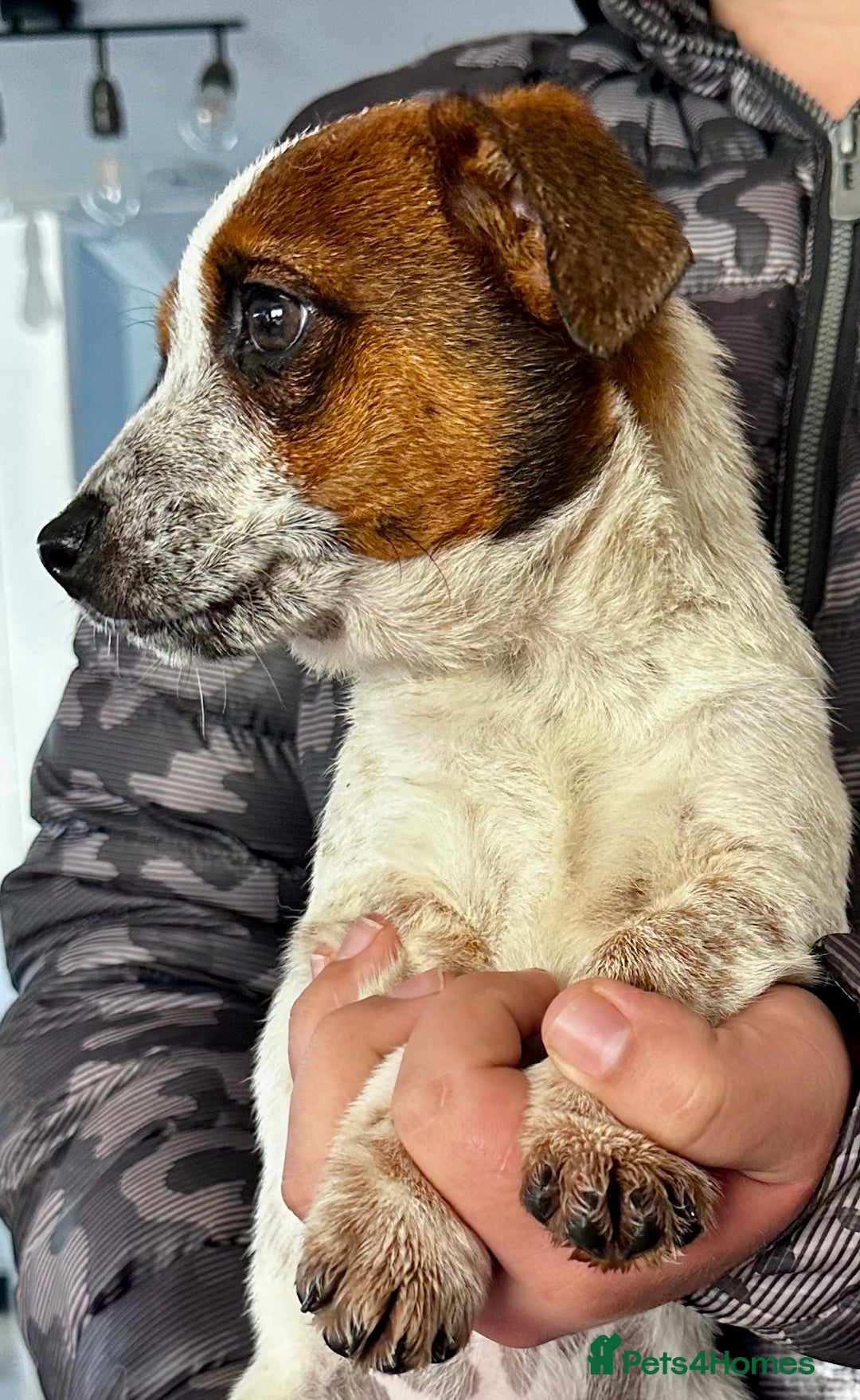 Jack Russell dogs for sale: Kennel Club Registered Jack Russell Terrier Pups - Image 23