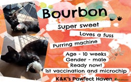 Domestic Shorthair cats for sale: Kittens and cats for adoption.  - Image 15
