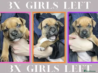 Staffordshire Bull Terrier dogs STUNNING RED STAFFORDSHIRE BULL TERRIER PUPS - Advert 16