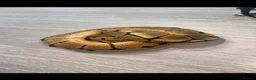 Python Snake reptiles for sale: Spider 66% het albino clown royal python  in Ellesmere Port - Advert 4