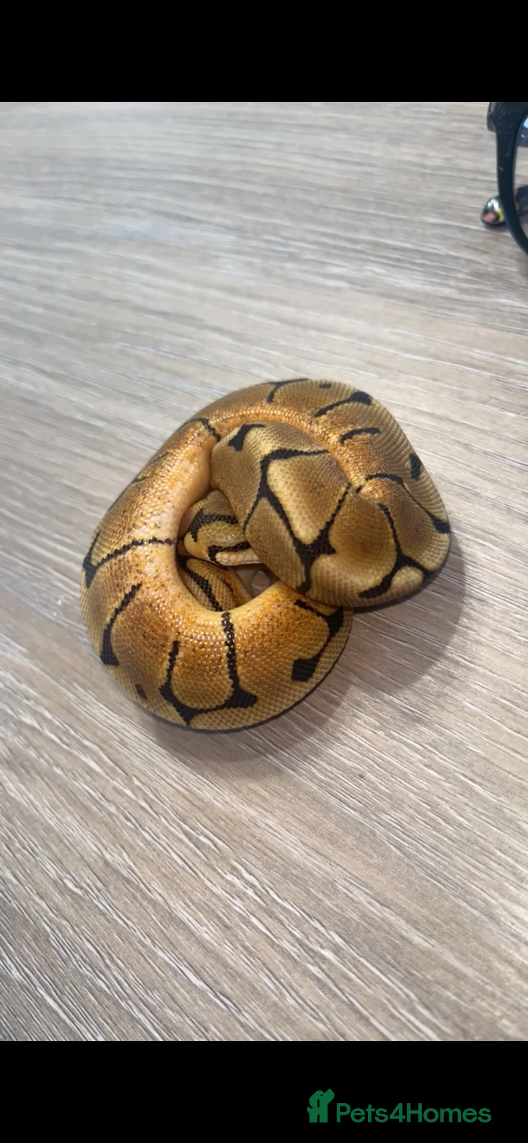 Python Snake reptiles for sale: Spider 66% het albino clown royal python  in Ellesmere Port - Advert 4