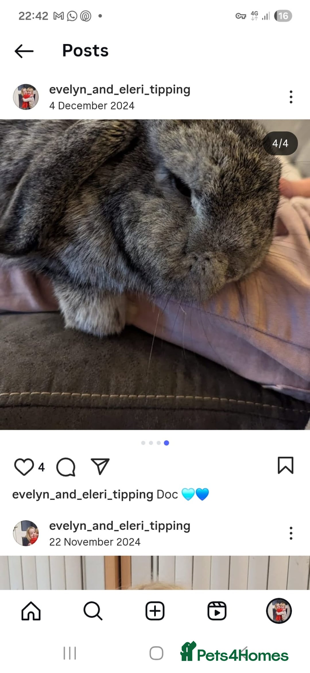 Mixed Breed rabbits for sale: Doc and luna  - Image 4