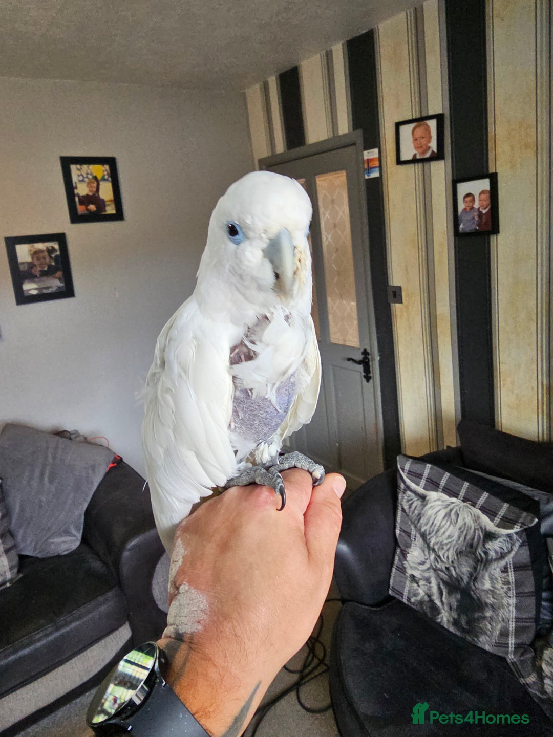 Cockatoo birds for sale: Cockatoo for sale  - Advert 2