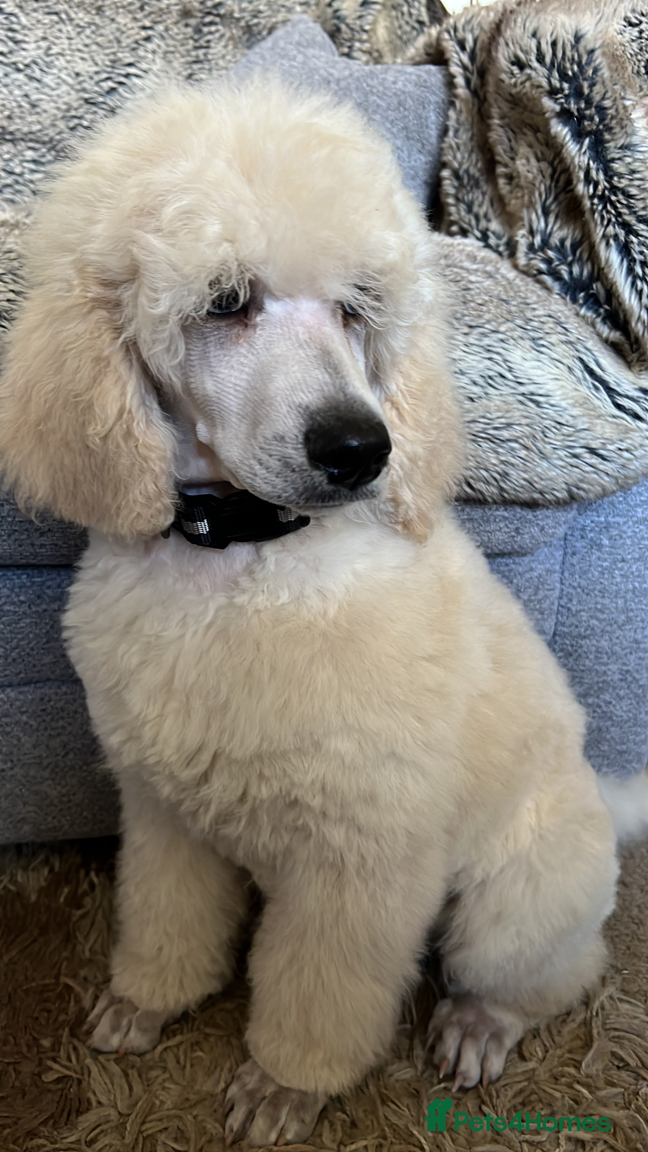 Standard Poodle dogs Pure-breed standard poodle puppy - Advert 2