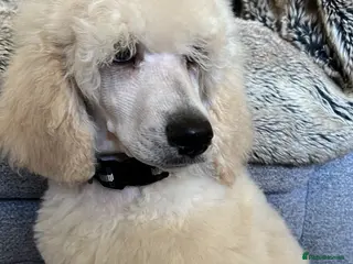 Standard Poodle dogs Pure-breed standard poodle puppy - Advert 15