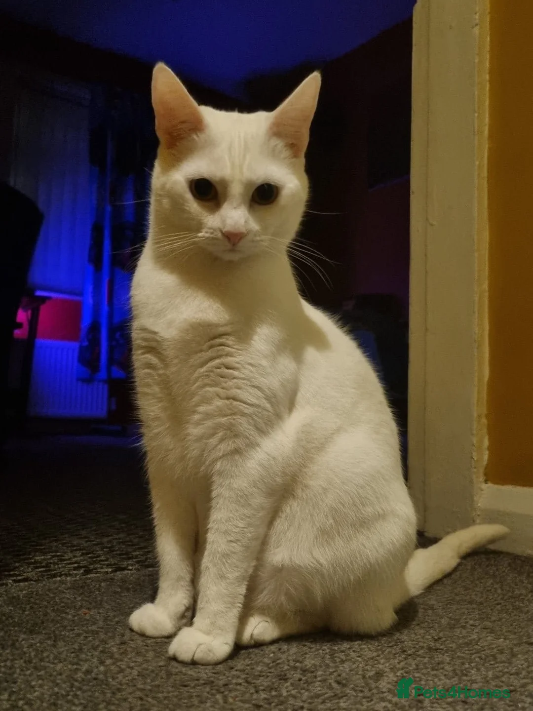 Mixed Breed cats for sale: Female sister house cats  - Advert 2