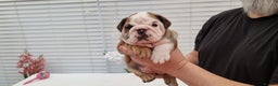 English Bulldog dogs for sale: Bulldog Pups Kennel Club Registered  - Advert 13