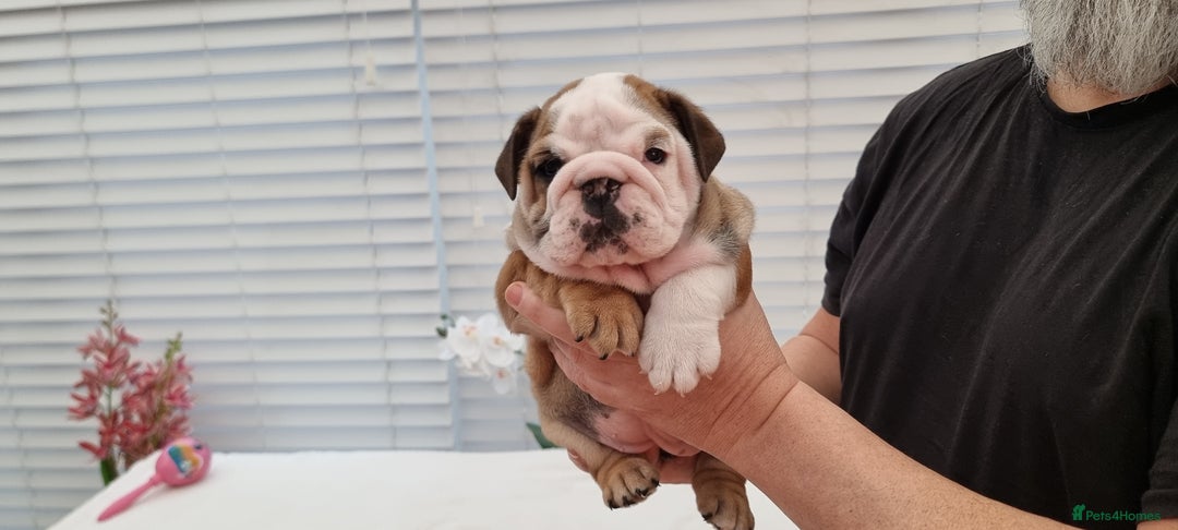 English Bulldog dogs for sale: Bulldog Pups Kennel Club Registered  - Advert 13