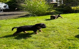 Border Terrier dogs for sale: Border Terrier KC Reg puppies - Image 9