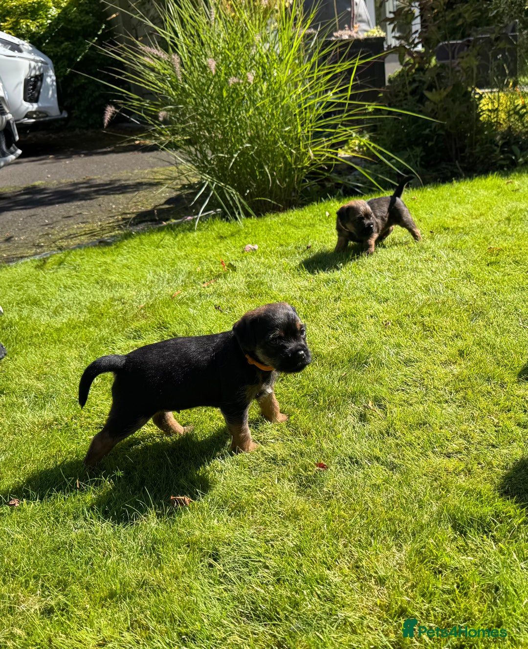 Border Terrier dogs for sale: Border Terrier KC Reg puppies - Image 9