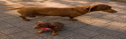 Dachshund dogs for sale: Dachshund puppies  in Telford - Advert 5