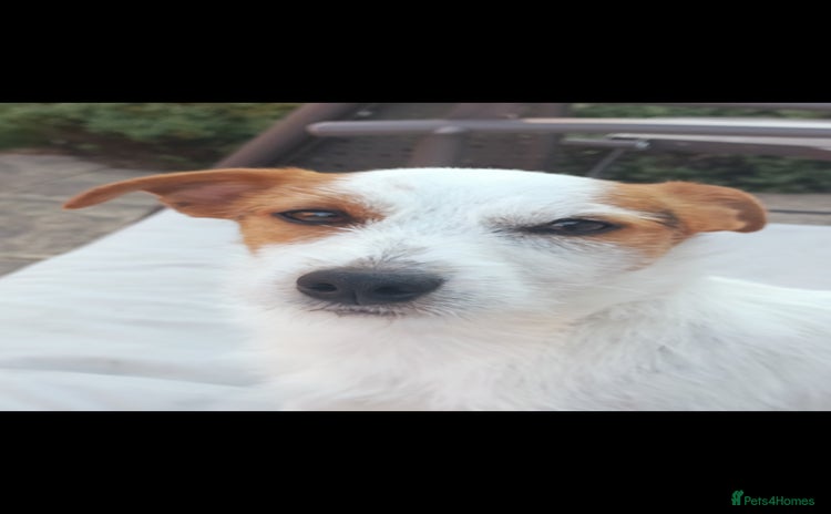 Jack Russell dogs - Advert 1