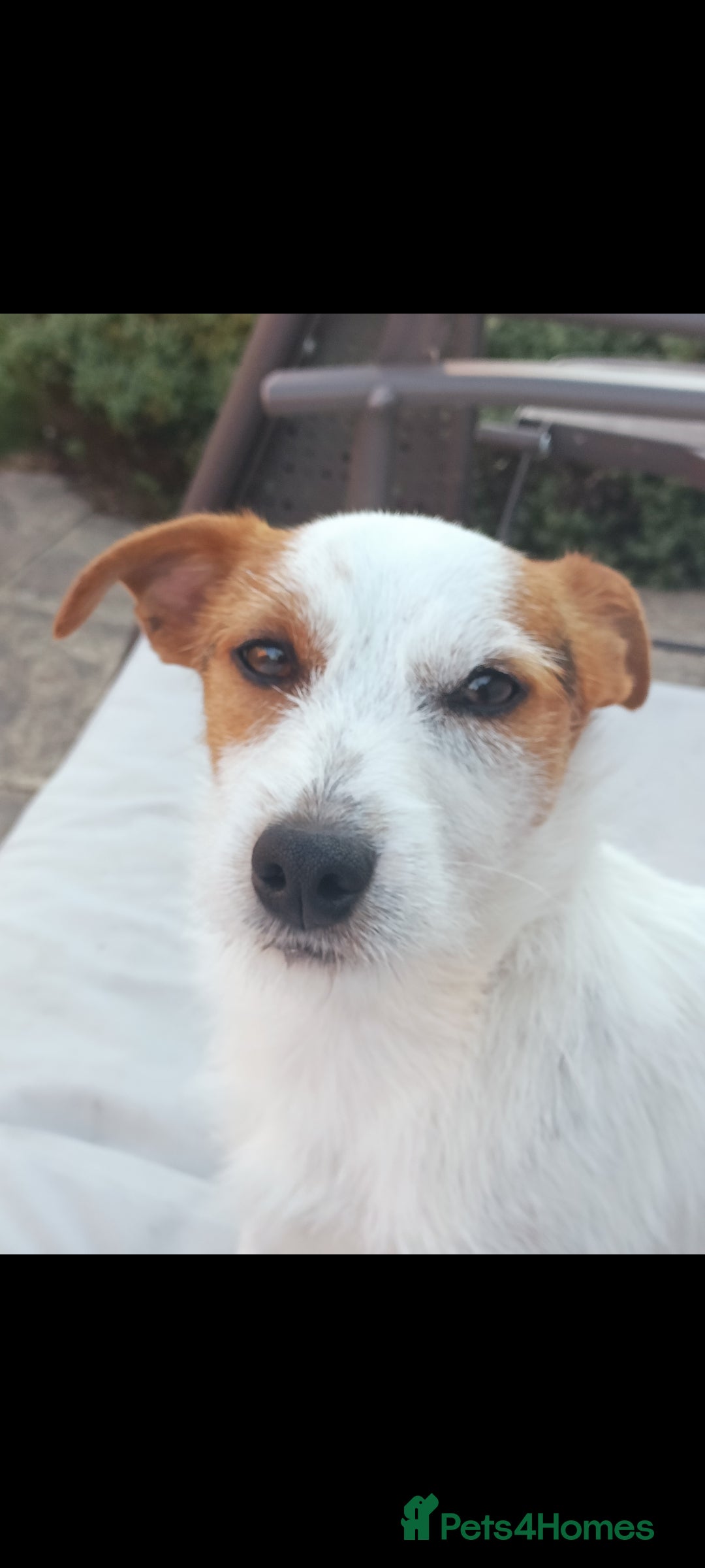 Jack Russell dogs for sale: 1-year old Jack Russell dogs for sale - Image 1