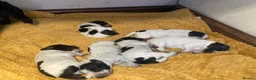 Cocker Spaniel dogs for sale: Pedigree Roan Cocker Spaniel puppies - 3 boys left - Advert 30