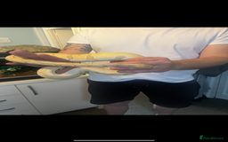 Python Snake reptiles for sale: Super friendly ball python with set up - Image 2
