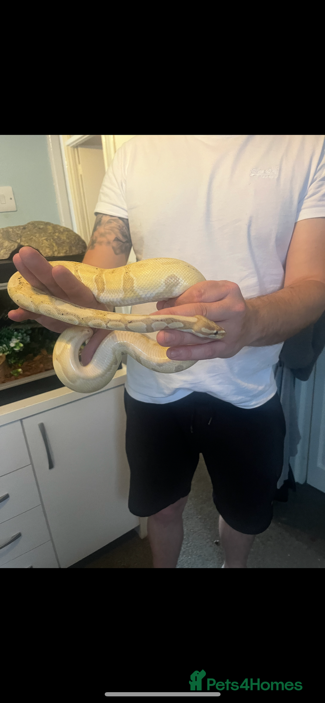 Python Snake reptiles for sale: Super friendly ball python with set up - Image 2