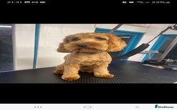Cockapoo dogs for stud: 🌟 Red Cockapoo Stud Available 🌟   - Image 1