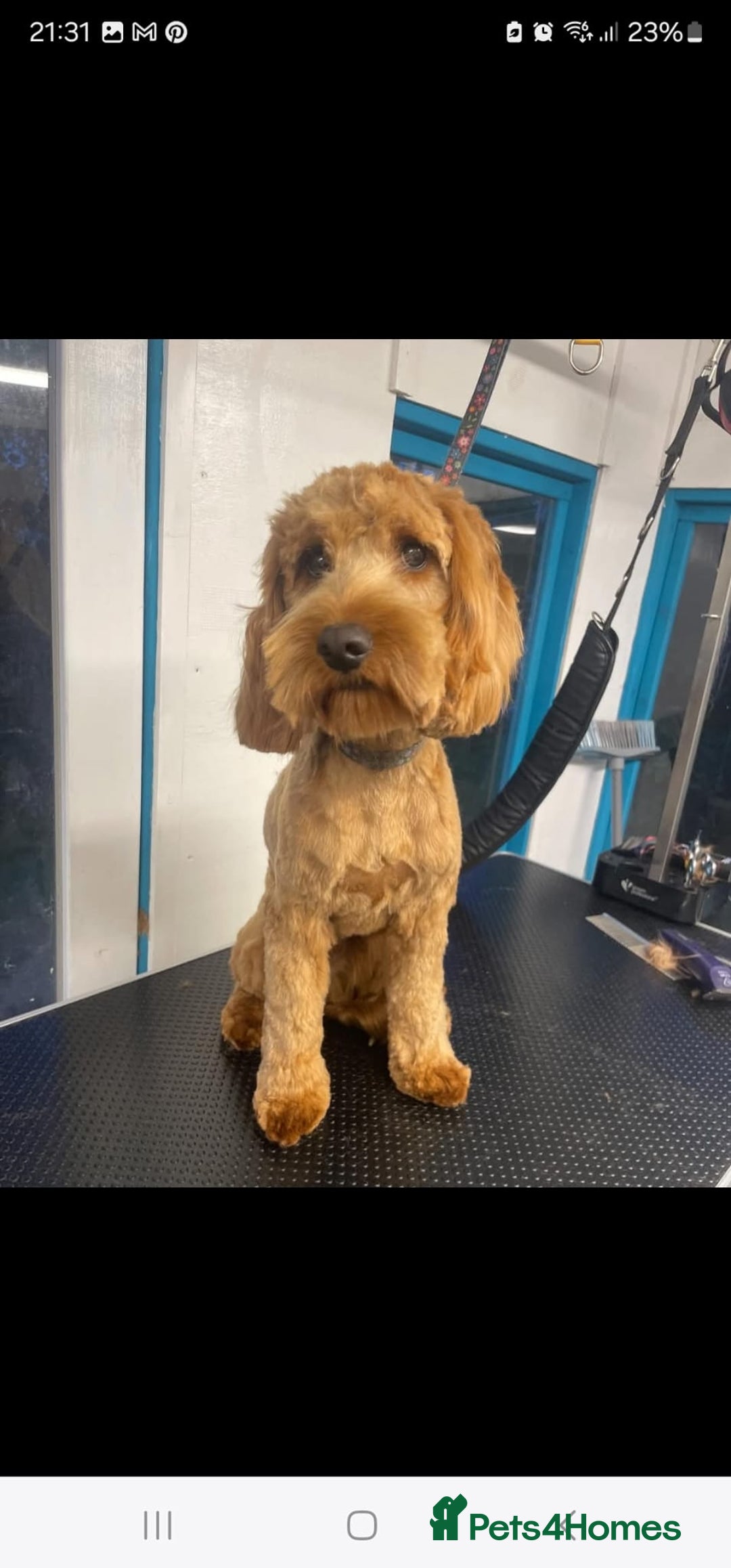 Cockapoo dogs for stud: 🌟 Red Cockapoo Stud Available 🌟   - Image 1
