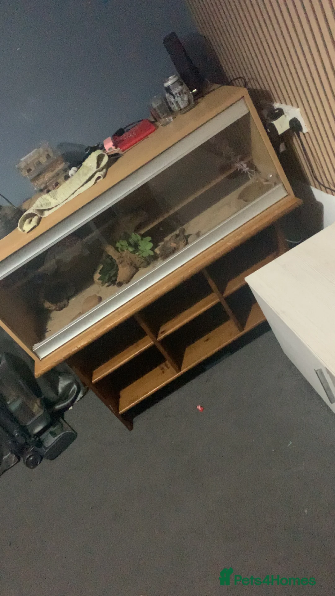 Bearded Dragon reptiles for sale: Bearded dragon - Advert 3