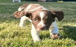 English Springer Spaniel dogs for sale: English Springer Spaniels - Image 5