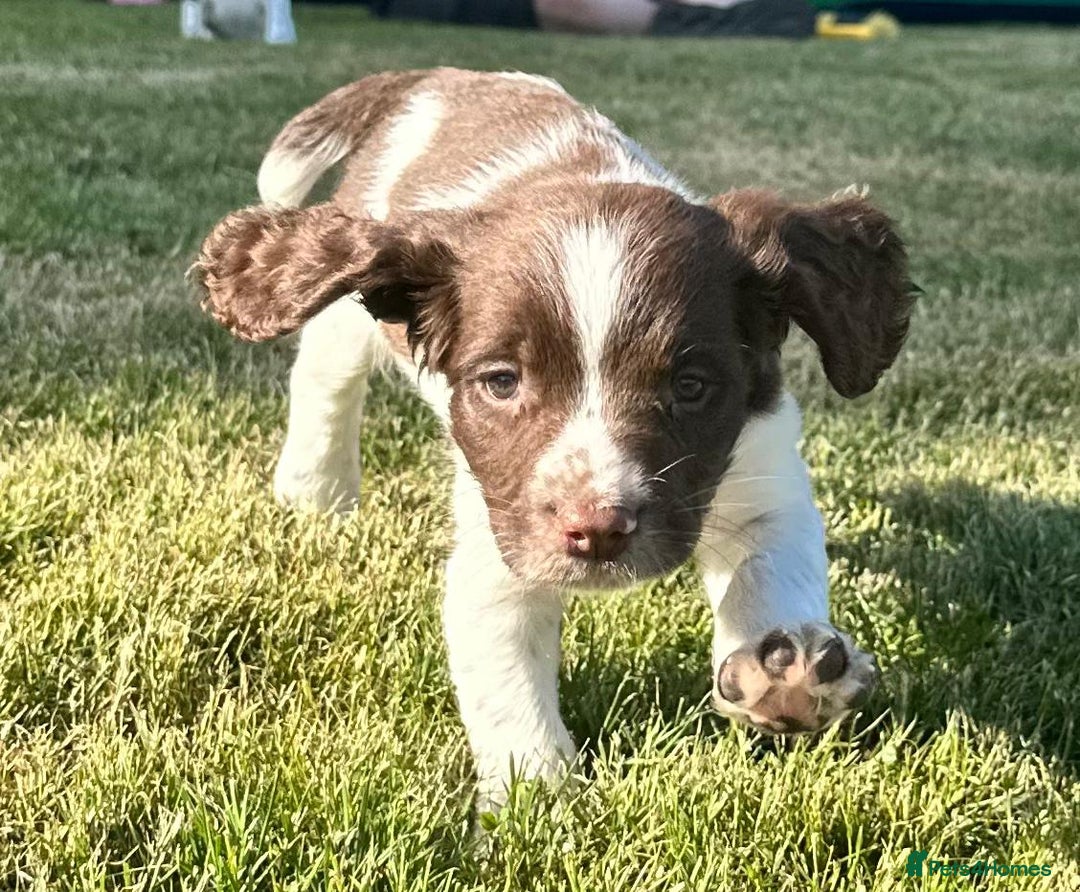 English Springer Spaniel dogs for sale: English Springer Spaniels - Image 5