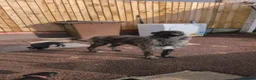 Mixed Breed dogs for sale: Beautiful puppies ready for forever homes in Preston - Advert 13