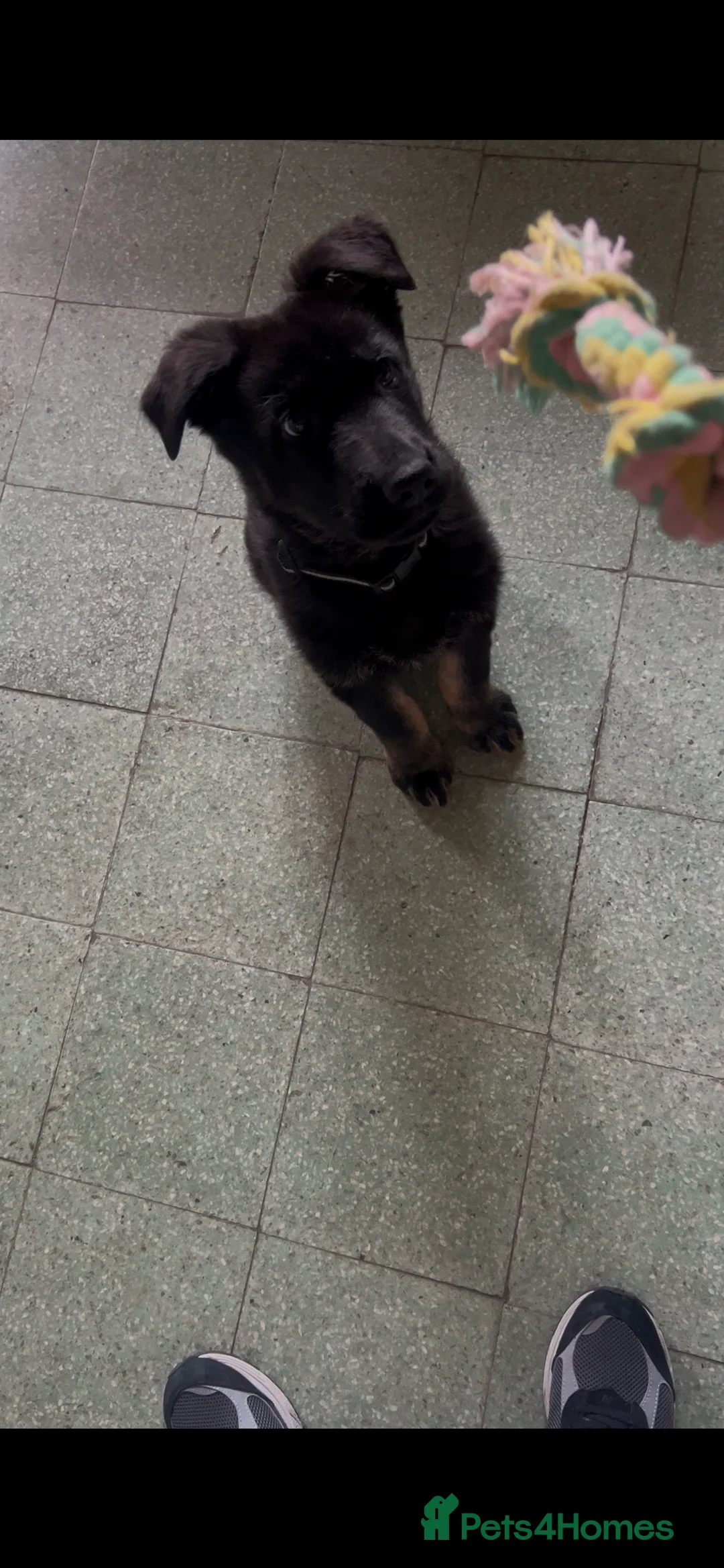 German Shepherd dogs for sale: German Shepherd 7 weeks old puppy male - Advert 4