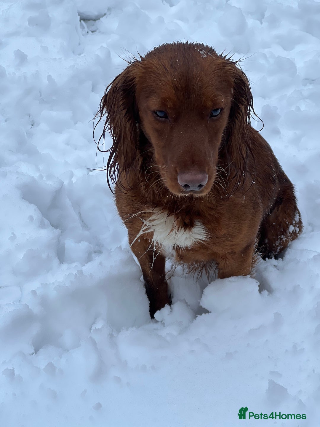 Cocker Spaniel dogs for stud: RED KC STUD DOG  in Bishop Auckland - Advert 3