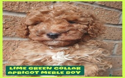 Cockapoo dogs for sale: READY NOW 5* F2B Merle Cockapoos - Image 2