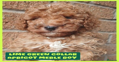 Cockapoo dogs - Advert 11