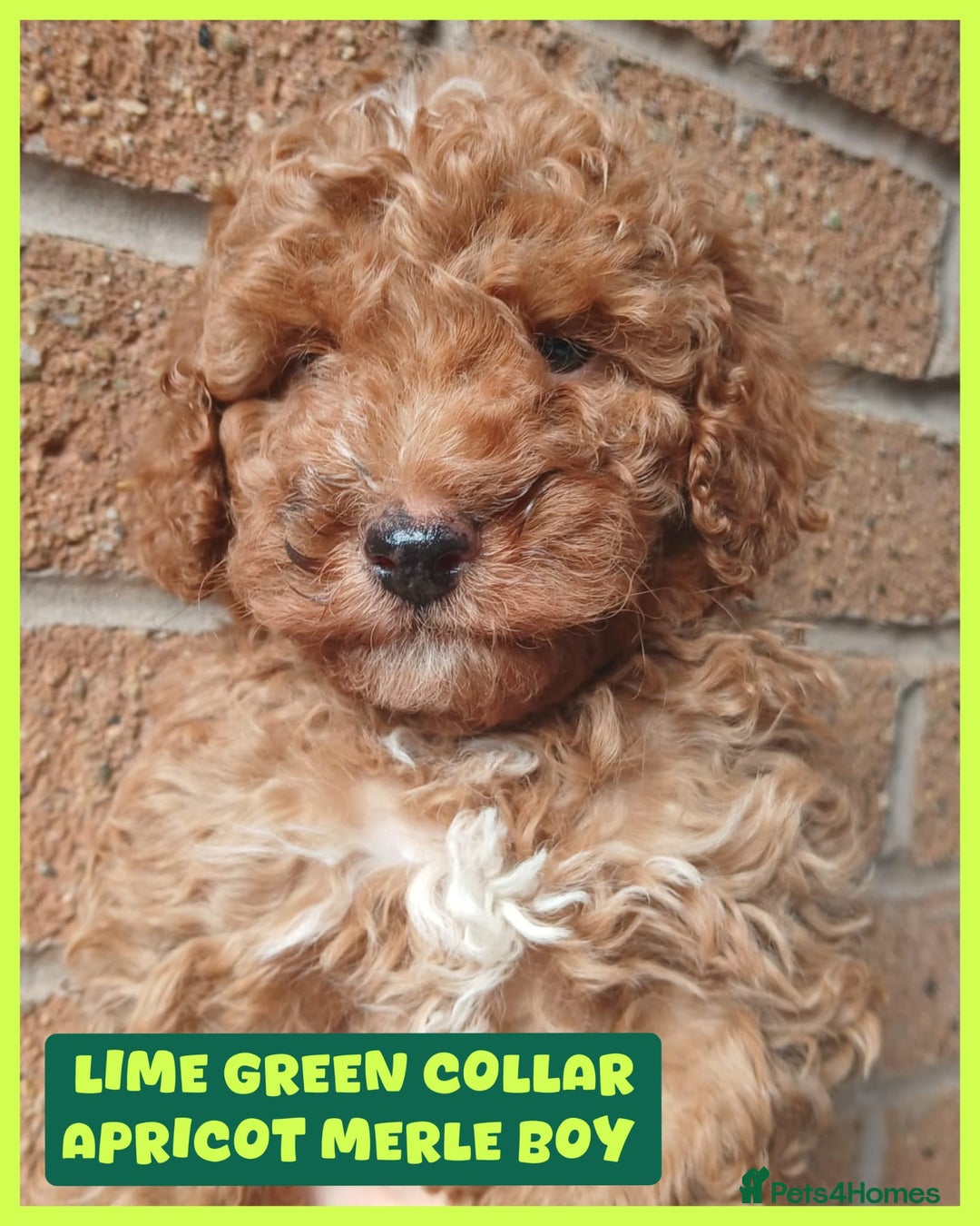 Cockapoo dogs for sale: READY NOW 5* F2B Merle Cockapoos - Image 2