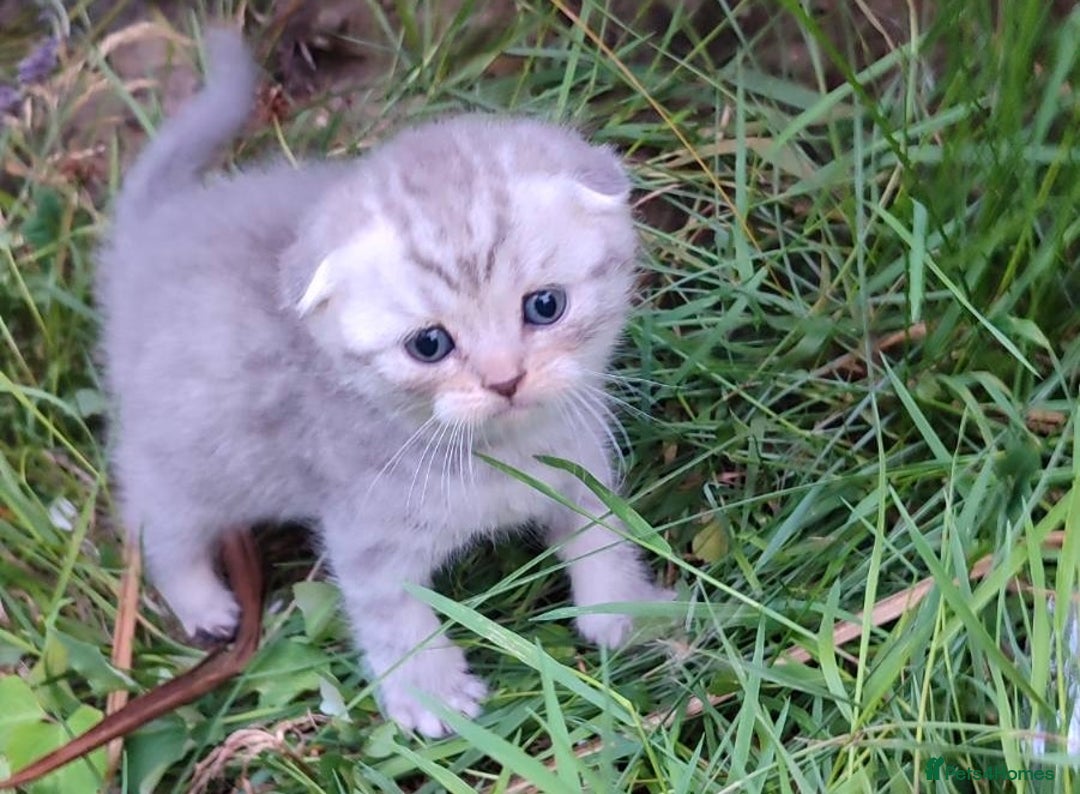 Scottish Fold cats for sale: 🆘🆘READY!🆘🆘Scottish shorthair  - Image 20