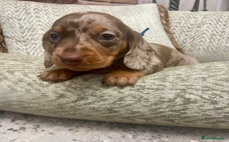 Miniature Dachshund dogs - Advert 3