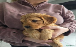 Cockapoo dogs for sale: F1B Red Cockapoo Pups - Image 18