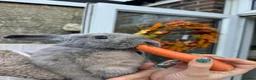 Mixed Breed rabbits for sale: Two bunnies  - Advert 2
