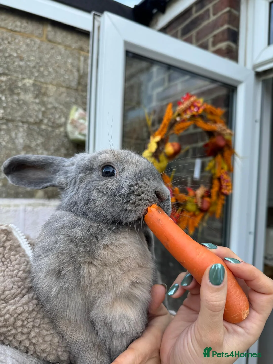 Mixed Breed rabbits for sale: Two bunnies  - Advert 2