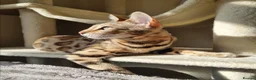 Bengal cats for sale: Stunning TICA Registered Bengal Kittens - Advert 19