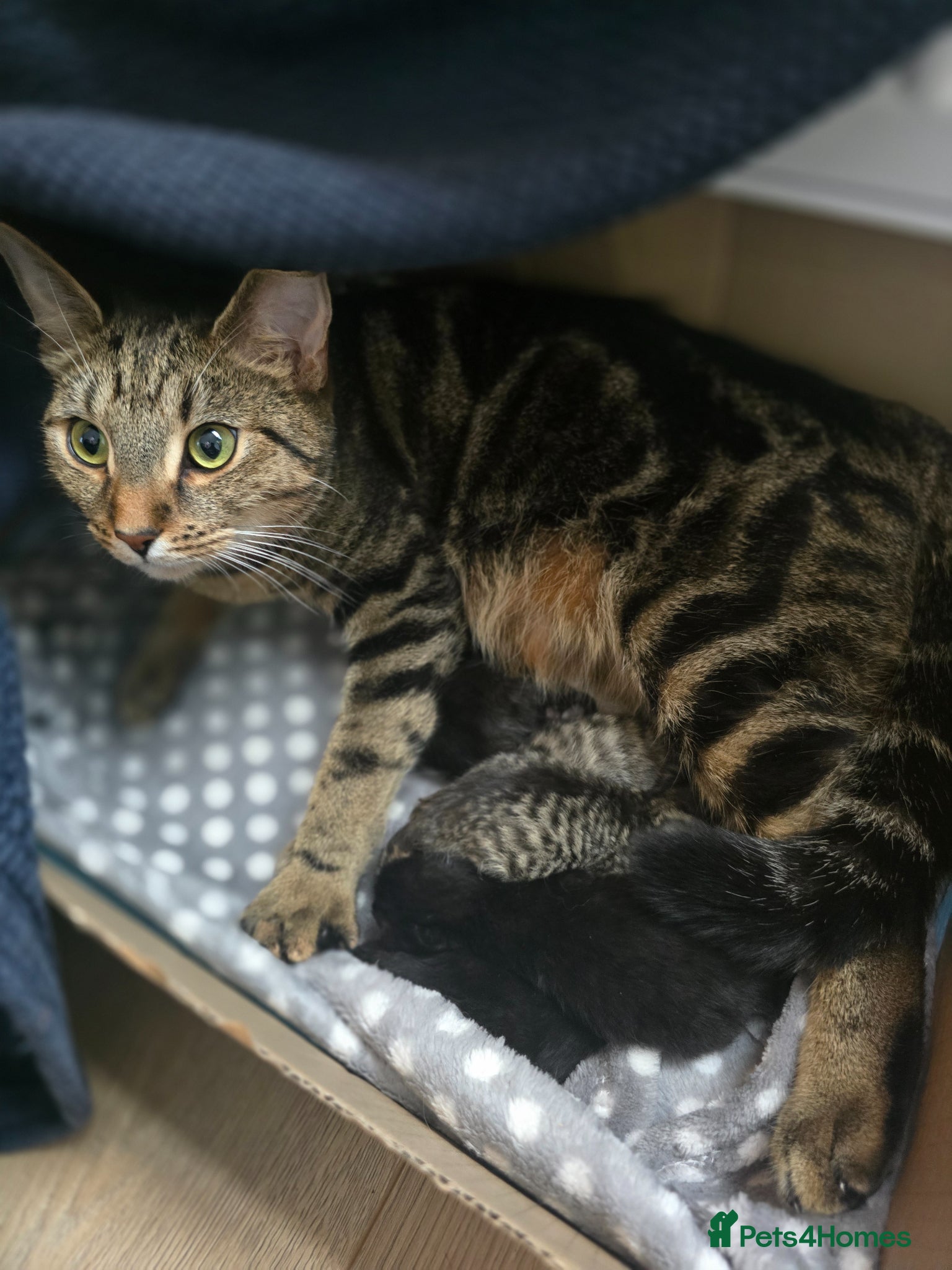 Mixed Breed cats 5 Beautiful kittens tabby and black - Advert 2