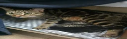 Mixed Breed cats for sale: 5 Beautiful kittens tabby and black - Advert 1