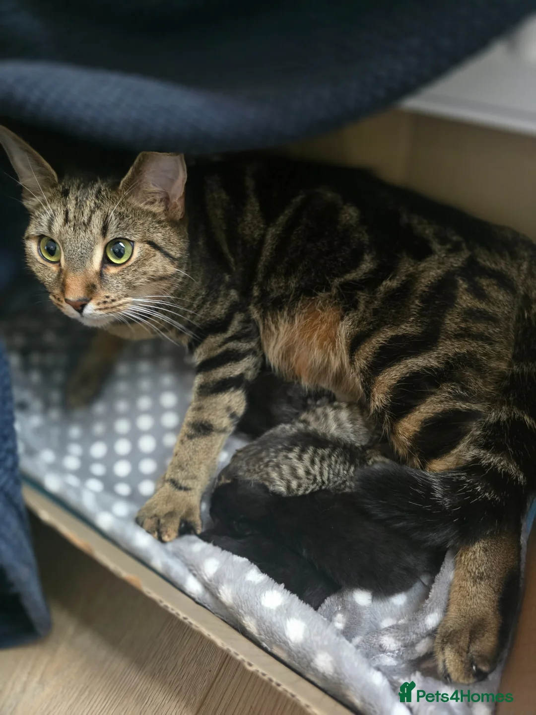 Mixed Breed cats for sale: 5 Beautiful kittens tabby and black - Advert 1