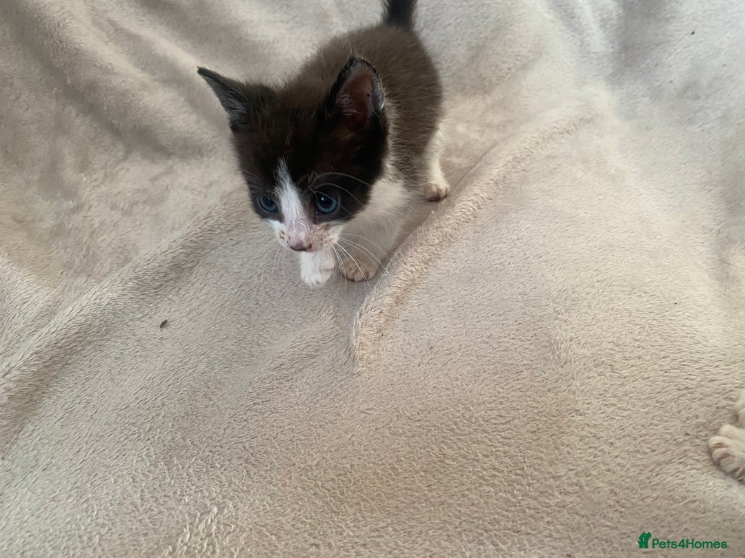 British Shorthair cats for sale: Lovely kittens            - Image 1